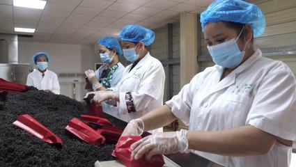 湘西古丈紅茶 茶鄉大地上的一張“紅色”名片——軟件開發與技術推廣的賦能之路